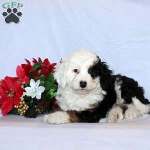 Rosko, Mini Bernedoodle Puppy